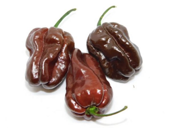 Habanero Chocolate