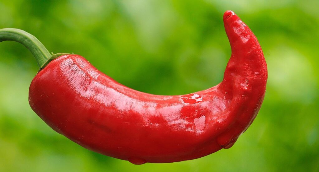 Zdravlje iz chili papričice